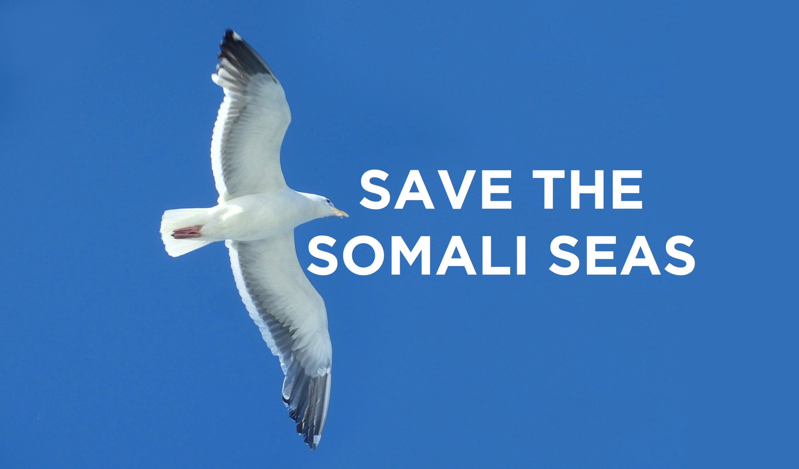 Save the Somali Seas